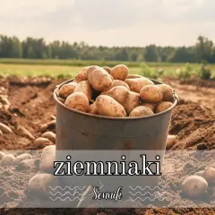 Pełny garnek ziemniaków na polu, gotowy do zbioru. Sennik ziemniaki zapowiada obfitość i pomyślność.