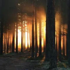 Promienie słońca przebijają się przez gęsty las, tworząc magiczny sennik. Ścieżka prowadzi w głąb, gdzie światło tańczy między drzewami.