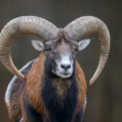 Baran z imponującymi rogami, jakby uosabiał siłę znaku zodiaku 28 grudnia.