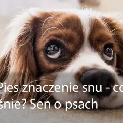 Co oznacza sen z psem? Symbolika i interpretacja snu o psach