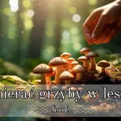 Sennik: co oznacza zbieranie grzybów w lesie - sekrety twojego snu