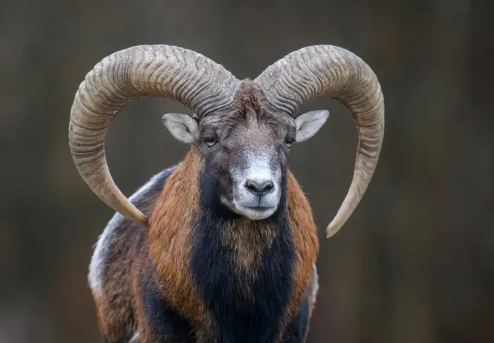Baran z imponującymi rogami, jakby uosabiał siłę znaku zodiaku 28 grudnia.