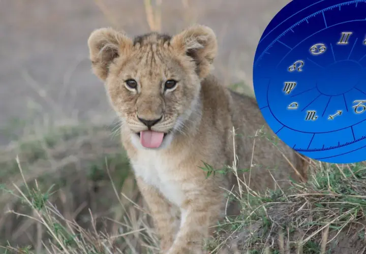 Mały lew z wystawionym językiem, obok niego okrąg z symbolami zodiaku, w tym znak zodiaku lew.