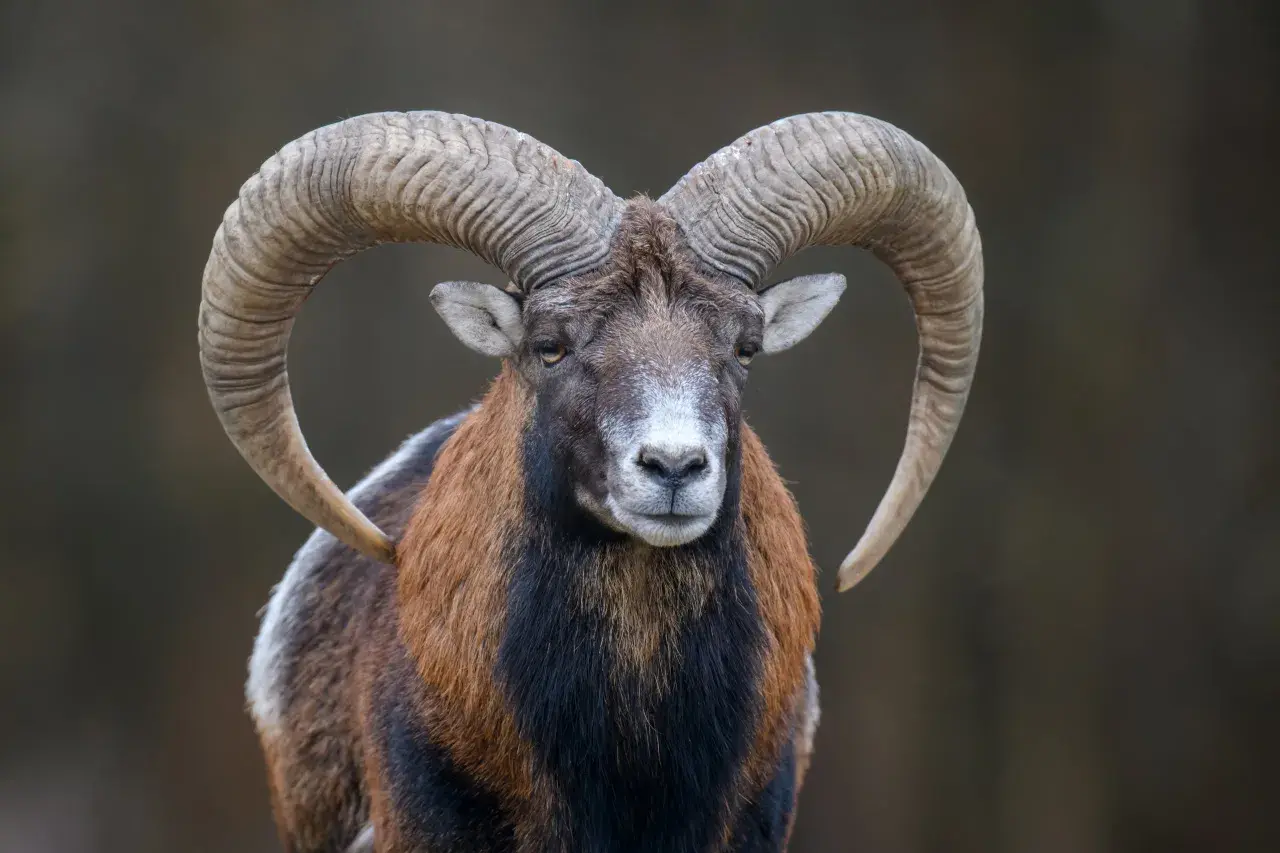 Baran z imponującymi rogami, jakby uosabiał siłę znaku zodiaku 28 grudnia.