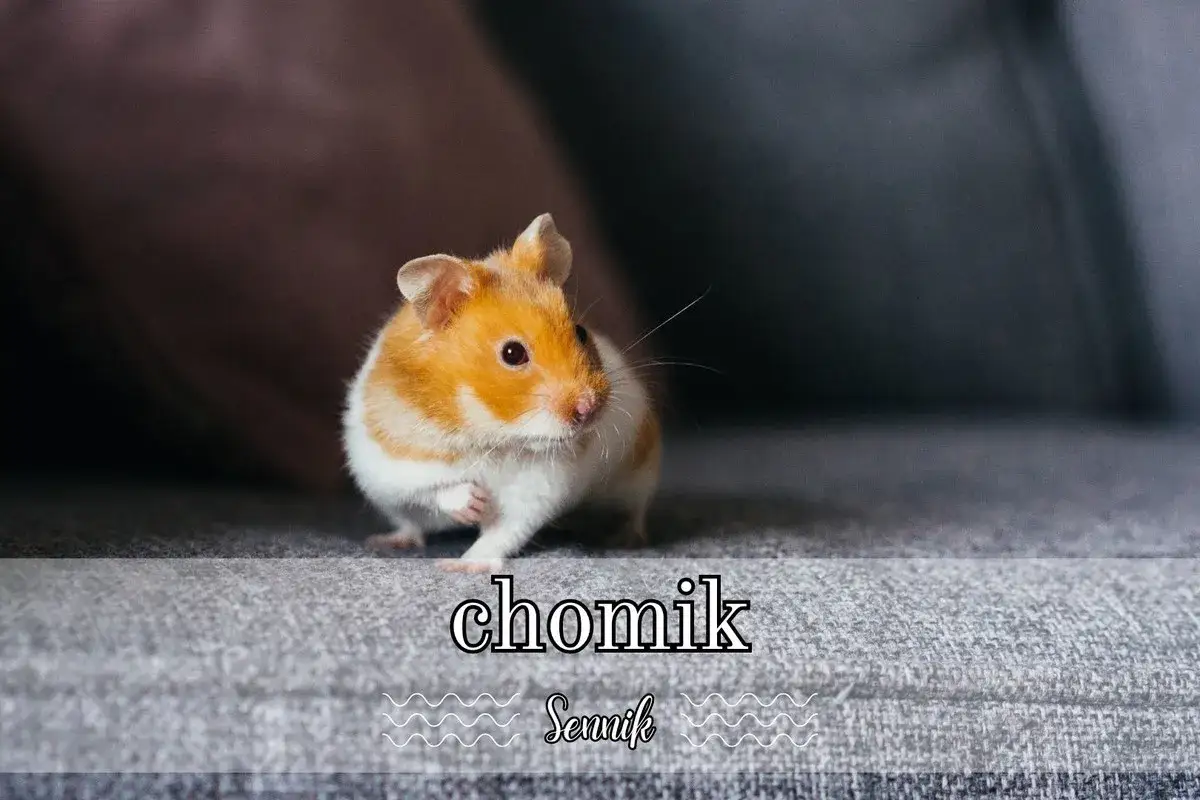 Uroczy chomik syryjski siedzi na szarej kanapie. Może to symbolizuje sen o chomiku, który oznacza drobne troski.