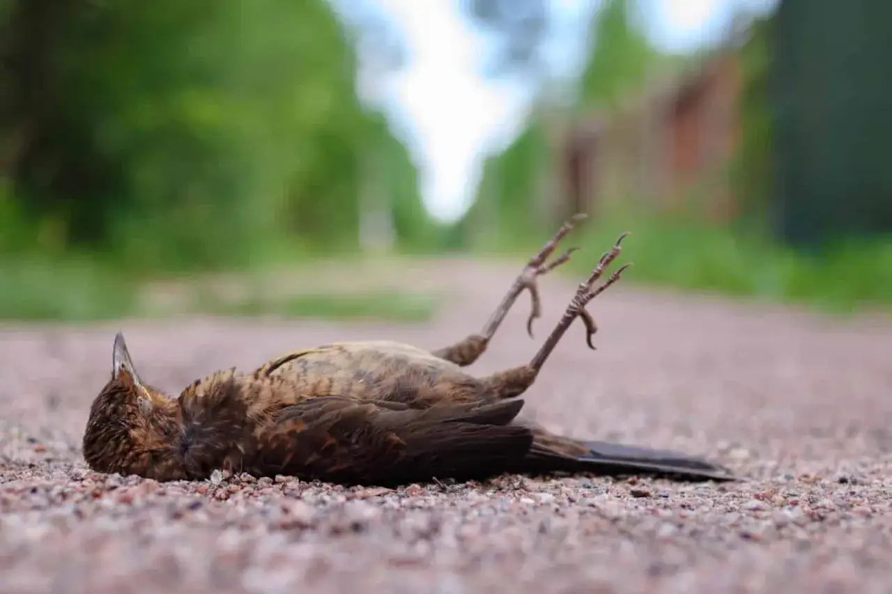Martwy ptak leży na drodze. W senniku taki widok może symbolizować koniec pewnego etapu.