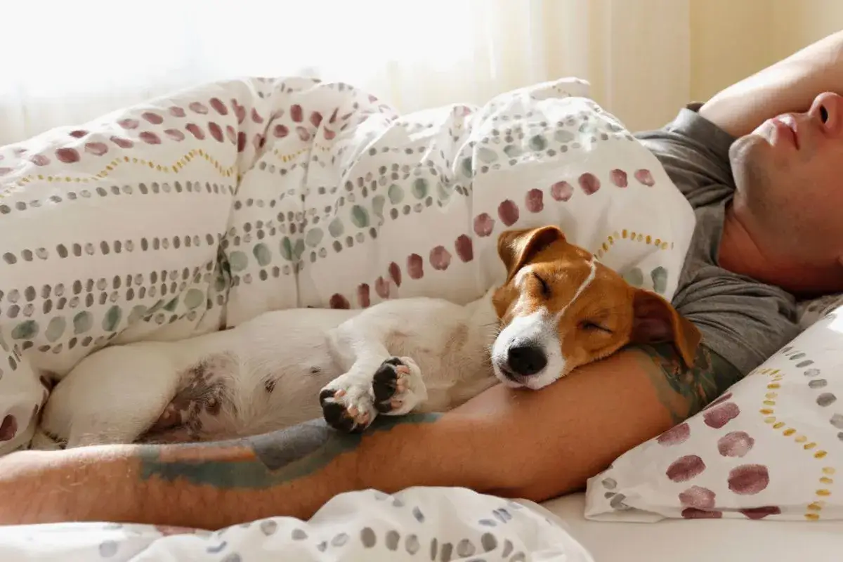 Śpiący piesek rasy Jack Russell Terrier wtulony w ramię swojego pana. Może to być dobry znak w sennik, symbolizujący spokój i bezpieczeństwo.